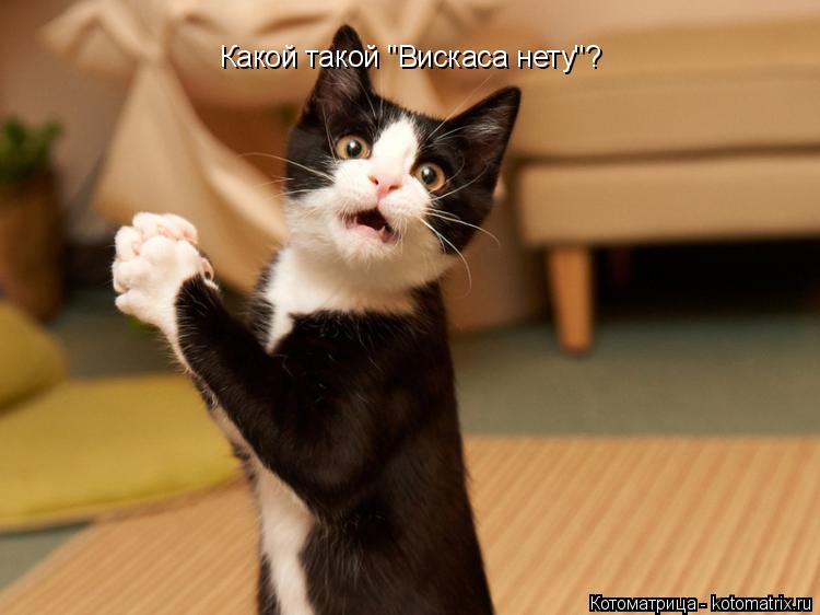 Какой такой "Вискаса нету"?... Котоматрица: Какой такой "Вискаса нету"?