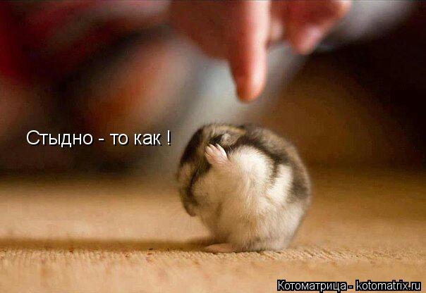 Стыдно - то как !... Котоматрица: Стыдно - то как !