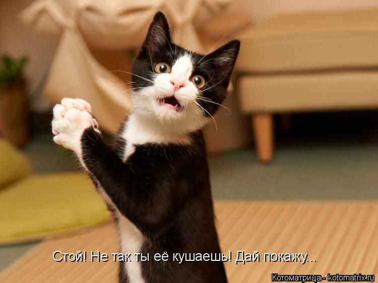 Стой! Не так ты её кушаешь! Дай покажу...... Котоматрица: Стой! Не так ты её кушаешь! Дай покажу...