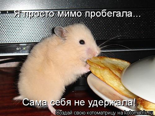 Я просто мимо пробегала... Сама себя не удержала!... Котоматрица: Я просто мимо пробегала... Сама себя не удержала!