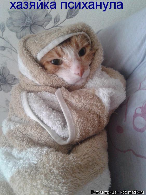 хазяйка психанула... Котоматрица: хазяйка психанула