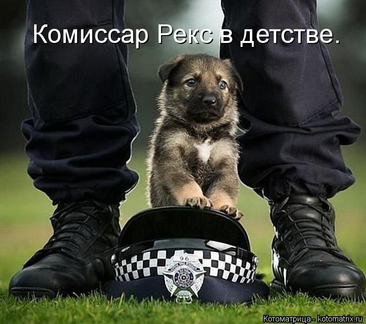 Комиссар Рекс в детстве.... Котоматрица: Комиссар Рекс в детстве.