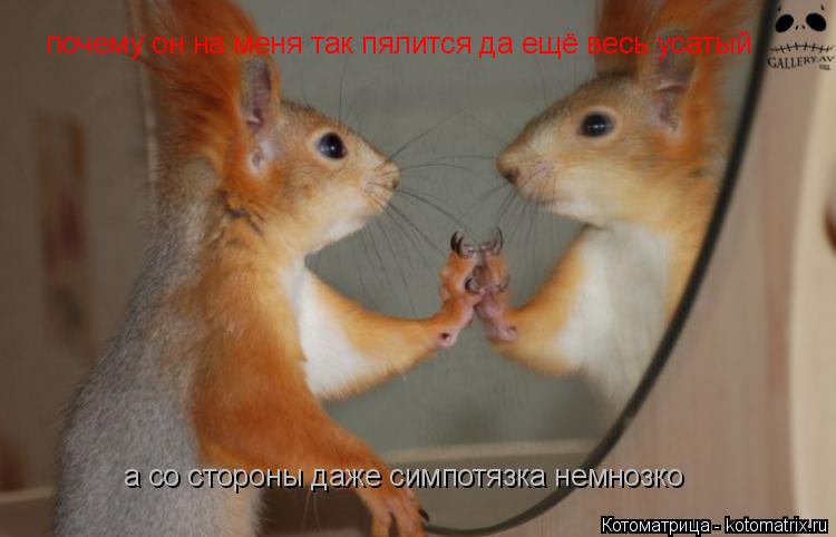 почему он на меня так пялится да ещё весь усатый а со стороны даже симпотязка немнозко... Котоматрица: почему он на меня так пялится да ещё весь усатый а со стороны даже симпотязка немнозко