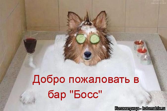 Добро пожаловать в бар "Босс"... Котоматрица: Добро пожаловать в бар "Босс"