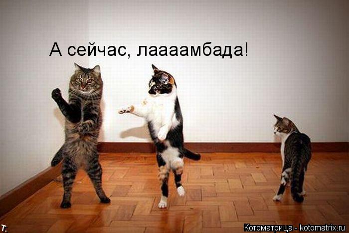 А сейчас, лаааамбада!... Котоматрица: А сейчас, лаааамбада!