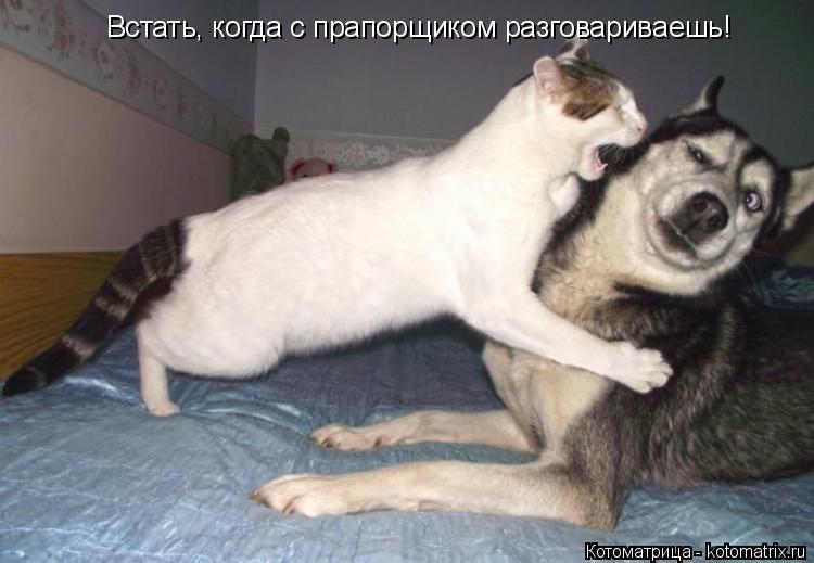 Встать, когда с прапорщиком разговариваешь!... Котоматрица: Встать, когда с прапорщиком разговариваешь!