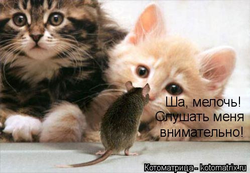 Ша, мелочь! Слушать меня внимательно!... Котоматрица: Ша, мелочь! Слушать меня внимательно!