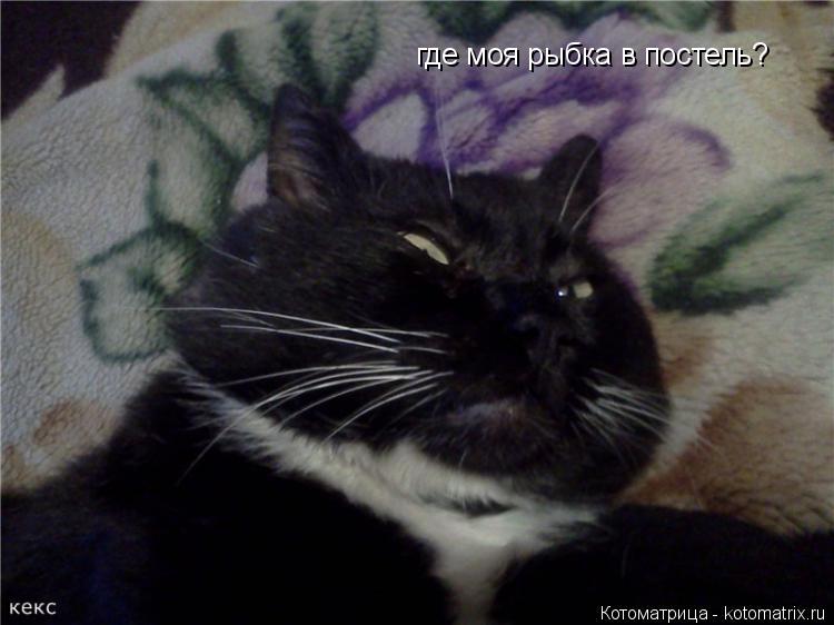 где моя рыбка в постель?... Котоматрица: где моя рыбка в постель?