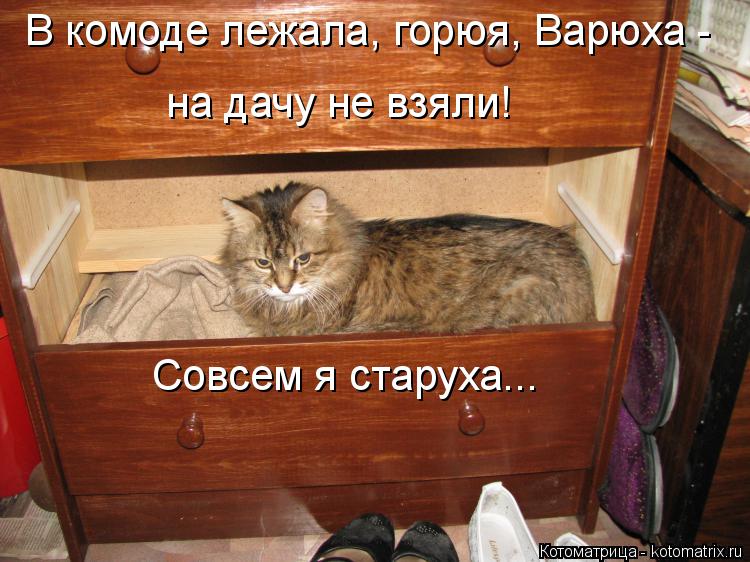 В комоде лежала, горюя, Варюха - на дачу не взяли! Совсем я старуха...... Котоматрица: В комоде лежала, горюя, Варюха - на дачу не взяли! Совсем я старуха...