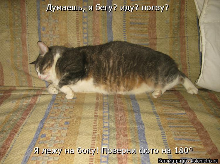 Думаешь, я бегу? иду? ползу? Я лежу на боку! Поверни фото на 180°... Котоматрица: Думаешь, я бегу? иду? ползу? Я лежу на боку! Поверни фото на 180°
