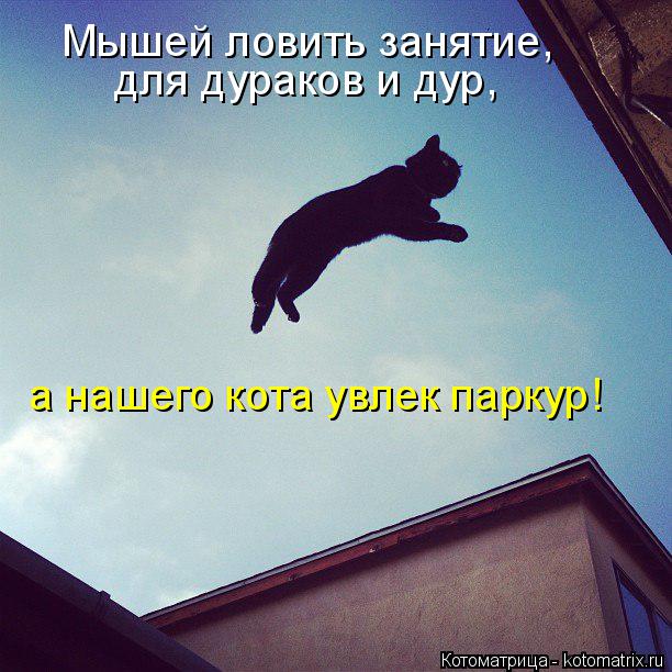 Мышей ловить занятие, для дураков и дур, а нашего кота увлек паркур!... Котоматрица: Мышей ловить занятие, для дураков и дур, а нашего кота увлек паркур!