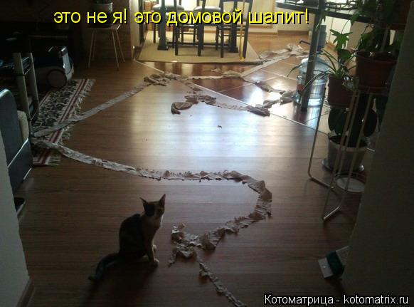 это не я! это домовой шалит!... Котоматрица: это не я! это домовой шалит!