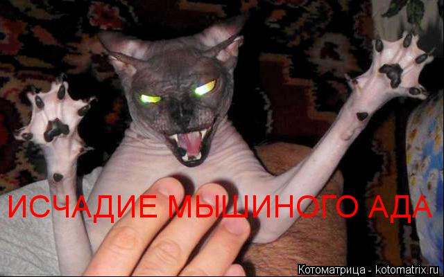 ИСЧАДИЕ МЫШИНОГО АДА... Котоматрица: ИСЧАДИЕ МЫШИНОГО АДА