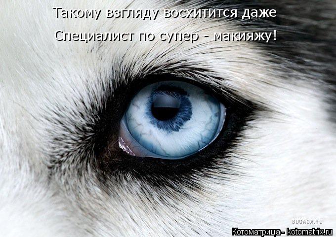Такому взгляду восхитится даже Специалист по супер - макияжу!... Котоматрица: Такому взгляду восхитится даже Специалист по супер - макияжу!