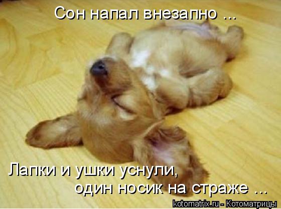 Сон напал внезапно ... Лапки и ушки уснули, один носик на страже ...... Котоматрица: Сон напал внезапно ... Лапки и ушки уснули, один носик на страже ...