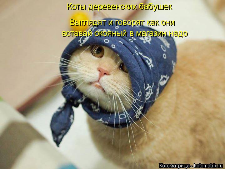Коты деревенских бабушек Выглядят и говорят как они Коты деревенских бабушек вставай окояный в магази... Котоматрица: Коты деревенских бабушек Выглядят и говорят как они Коты деревенских бабушек вставай окояный в магазин надо