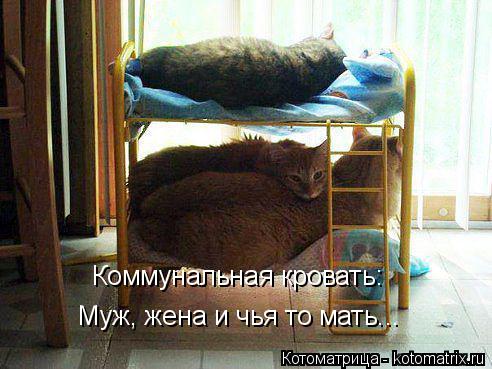 Котоматрица: Коммунальная кровать: Муж, жена и чья то мать...