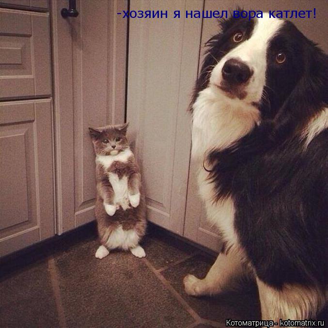 -хозяин я нашел вора катлет!... Котоматрица: -хозяин я нашел вора катлет!