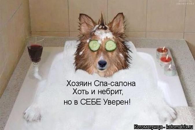 Хозяин Спа-салона Хоть и небрит, но в СЕБЕ Уверен!... Котоматрица: Хозяин Спа-салона Хоть и небрит, но в СЕБЕ Уверен!