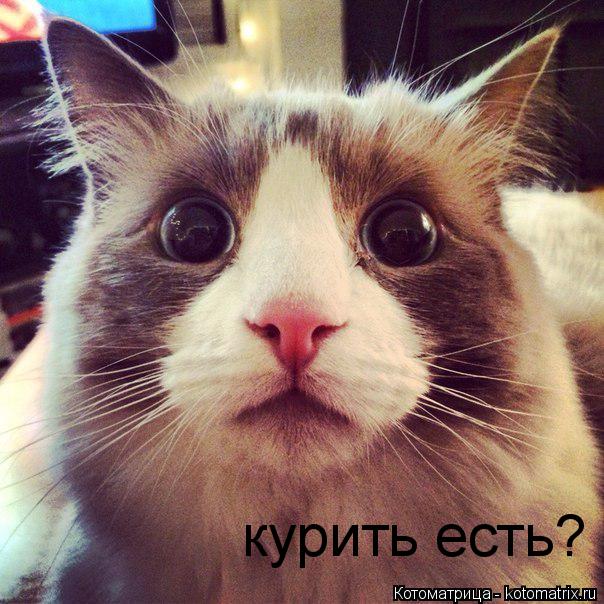 курить есть?... Котоматрица: курить есть?