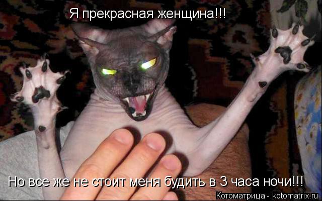 Я прекрасная женщина!!! Но все же не стоит меня будить в 3 часа ночи!!!... Котоматрица: Я прекрасная женщина!!! Но все же не стоит меня будить в 3 часа ночи!!!