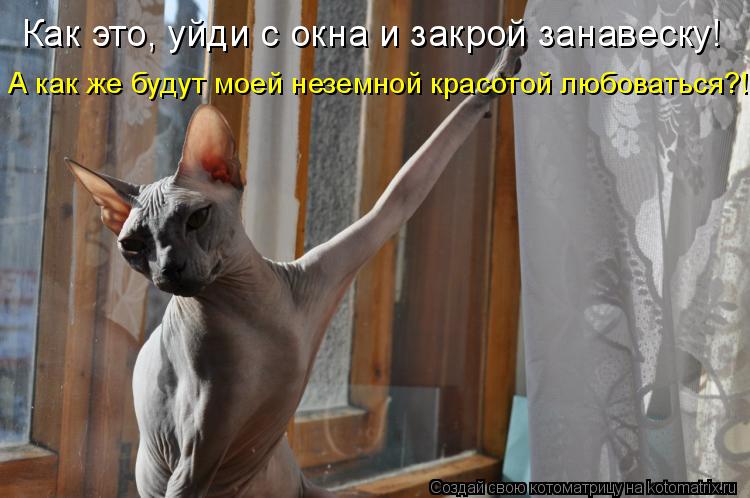 Как это, уйди с окна и закрой занавеску! А как же будут моей неземной красотой любоваться?!... Котоматрица: Как это, уйди с окна и закрой занавеску! А как же будут моей неземной красотой любоваться?!