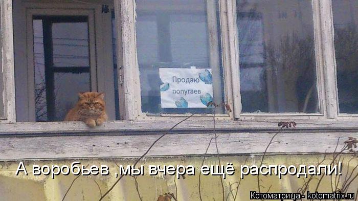 А воробьев ,мы вчера ещё распродали!... Котоматрица: А воробьев ,мы вчера ещё распродали!