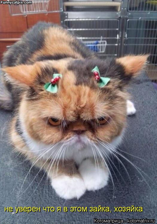 не уверен что я в этом зайка, хозяйка... Котоматрица: не уверен что я в этом зайка, хозяйка