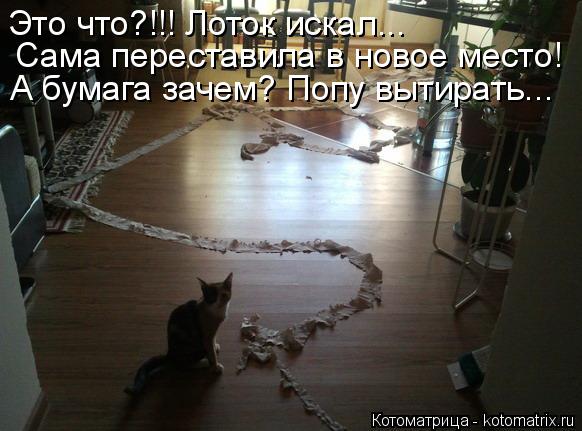Это что?!!! Лоток искал... Сама переставила в новое место! А бумага зачем? Попу вытирать...... Котоматрица: Это что?!!! Лоток искал... Сама переставила в новое место! А бумага зачем? Попу вытирать...