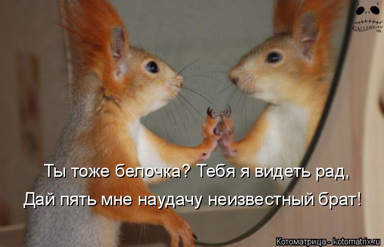 Ты тоже белочка? Тебя я видеть рад, Дай пять мне наудачу неизвестный брат!... Котоматрица: Ты тоже белочка? Тебя я видеть рад, Дай пять мне наудачу неизвестный брат!