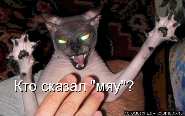Кто сказал "мяу"?... Котоматрица: Кто сказал "мяу"?