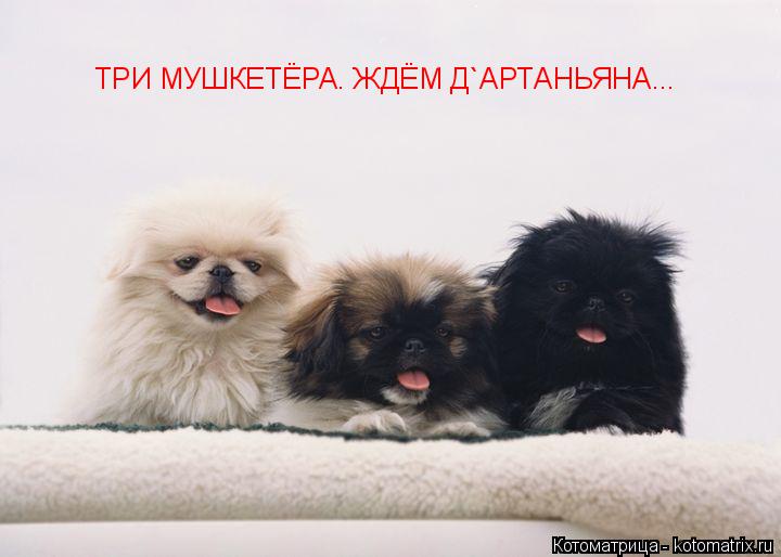 ТРИ МУШКЕТЁРА. ЖДЁМ Д`АРТАНЬЯНА...... Котоматрица: ТРИ МУШКЕТЁРА. ЖДЁМ Д`АРТАНЬЯНА...
