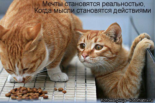 Мечты становятся реальностью, Когда мысли становятся действиями... Котоматрица: Мечты становятся реальностью, Когда мысли становятся действиями