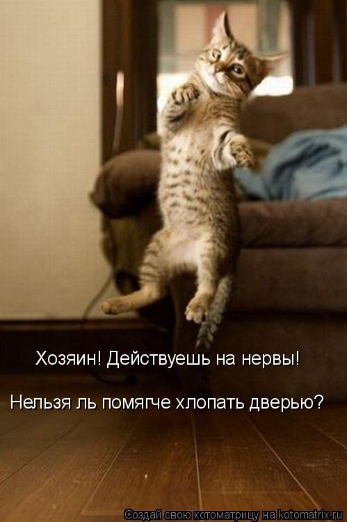 Хозяин! Действуешь на нервы! Нельзя ль помягче хлопать дверью?... Котоматрица: Хозяин! Действуешь на нервы! Нельзя ль помягче хлопать дверью?