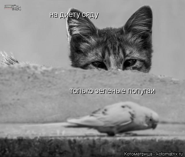 на диету сяду только зеленые попугаи... Котоматрица: на диету сяду только зеленые попугаи