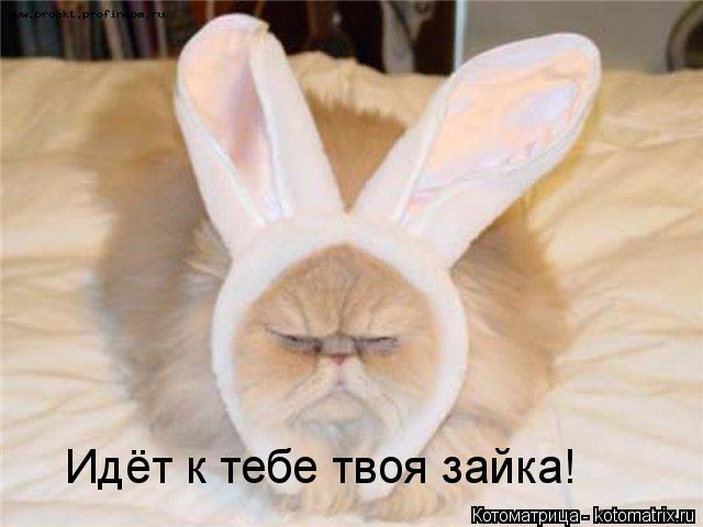 Идёт к тебе твоя зайка!... Котоматрица: Идёт к тебе твоя зайка!