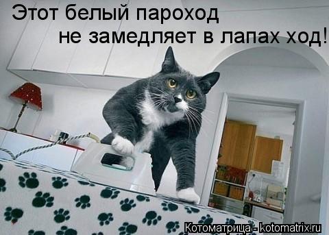 Этот белый пароход не замедляет в лапах ход!... Котоматрица: Этот белый пароход не замедляет в лапах ход!