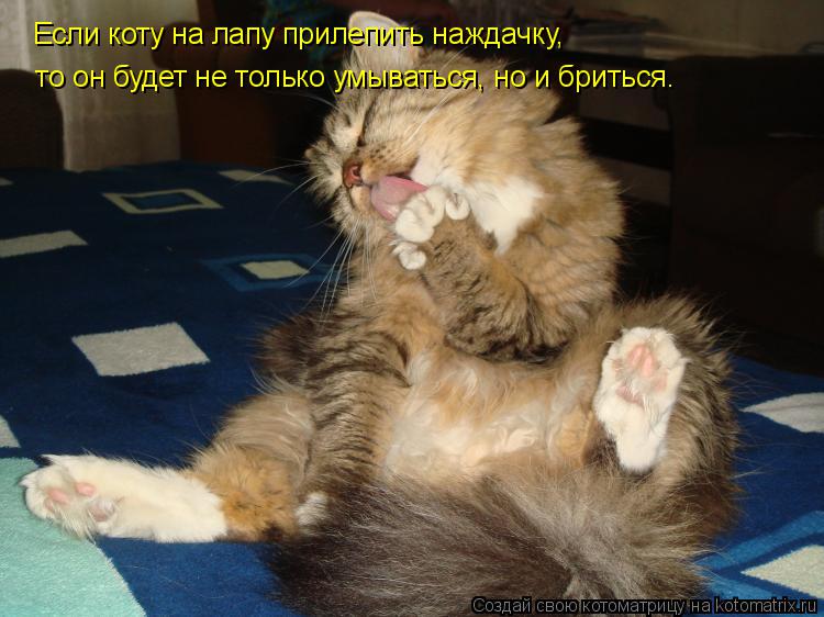 Если коту на лапу прилепить наждачку, то он будет не только умываться, но и бриться.... Котоматрица: Если коту на лапу прилепить наждачку, то он будет не только умываться, но и бриться.