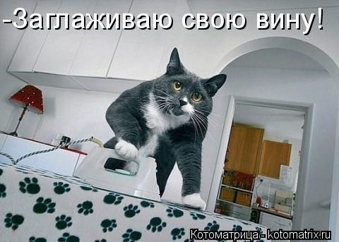 Котоматрица: -Заглаживаю свою вину!