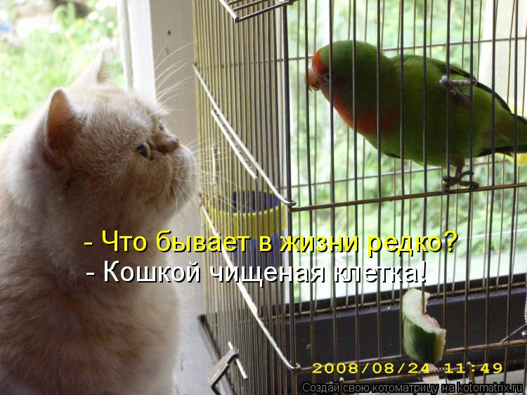 - Что бывает в жизни редко? - Кошкой чищеная клетка!... Котоматрица: - Что бывает в жизни редко? - Кошкой чищеная клетка!