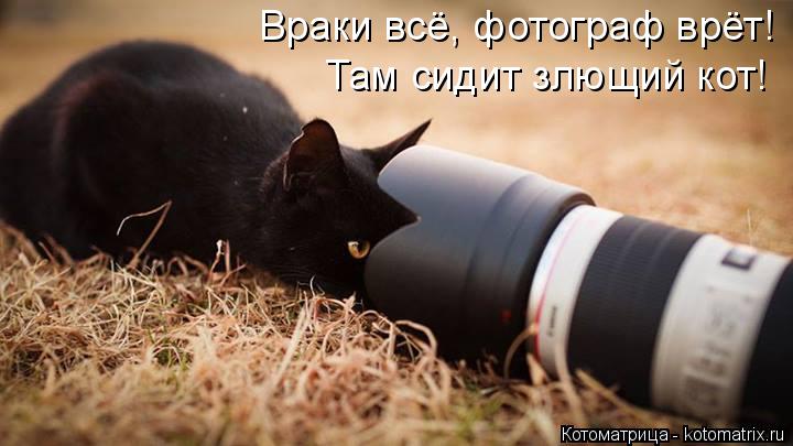 Враки всё, фотограф врёт! Там сидит злющий кот!... Котоматрица: Враки всё, фотограф врёт! Там сидит злющий кот!