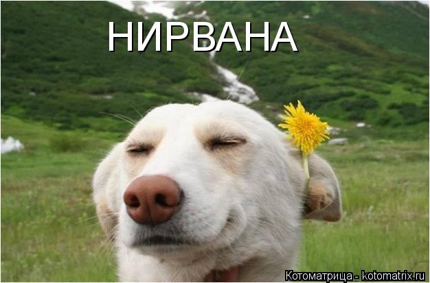 НИРВАНА... Котоматрица: НИРВАНА