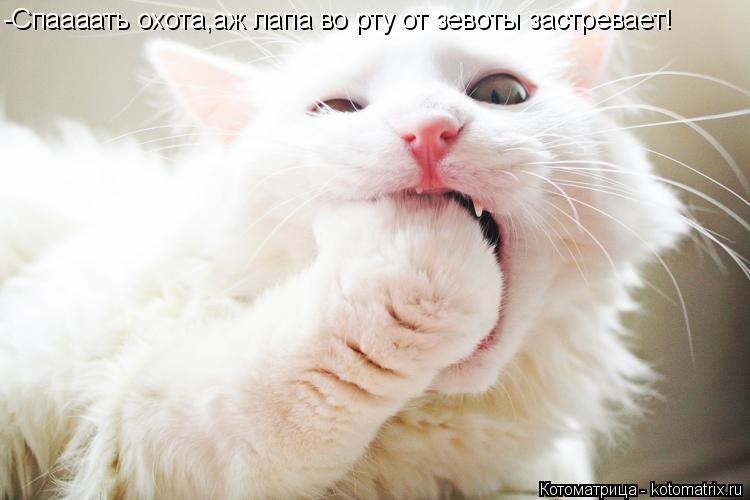 -Спаааать охота,аж лапа во рту от зевоты застревает!... Котоматрица: -Спаааать охота,аж лапа во рту от зевоты застревает!