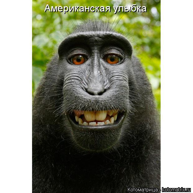 Американская улыбка... Котоматрица: Американская улыбка