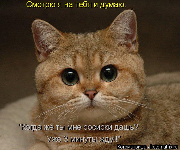 Смотрю я на тебя и думаю: "Когда же ты мне сосиски дашь? Уже 3 минуты жду!!"... Котоматрица: Смотрю я на тебя и думаю: "Когда же ты мне сосиски дашь? Уже 3 минуты жду!!"