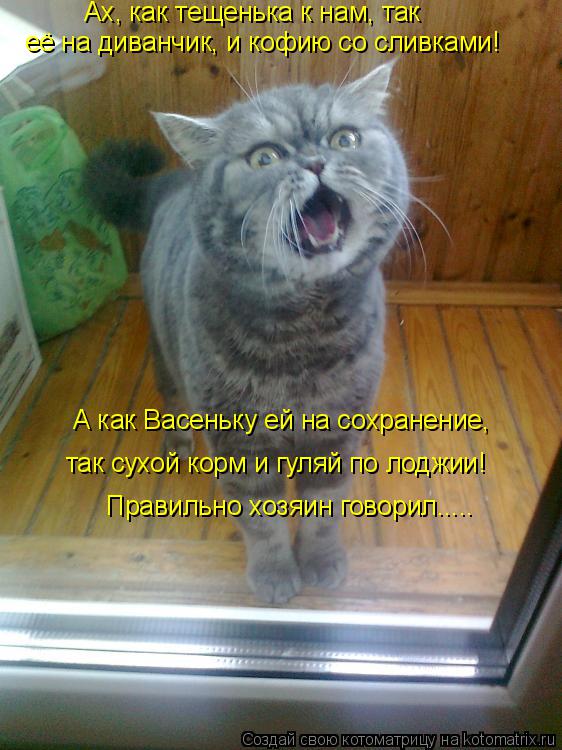Котоматрица: А как Васеньку ей на сохранение, так сухой корм и гуляй по лоджии! её на диванчик, и кофию со сливками! Ах, как тещенька к нам, так Правильно хо