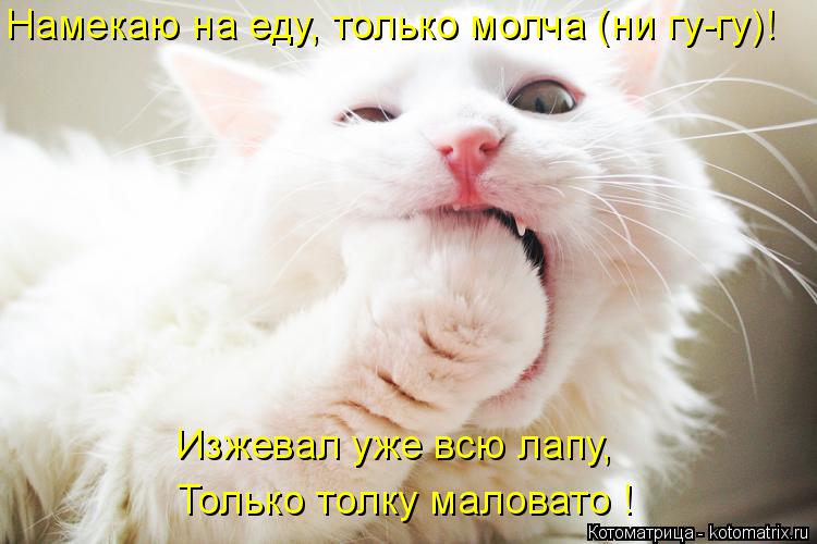 Намекаю на еду, только молча (ни гу-гу)! Изжевал уже всю лапу, Только толку маловато !... Котоматрица: Намекаю на еду, только молча (ни гу-гу)! Изжевал уже всю лапу, Только толку маловато !