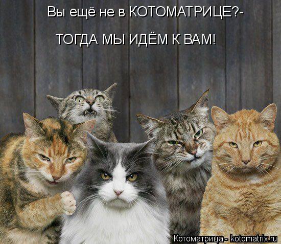 Вы ещё не в КОТОМАТРИЦЕ?- ТОГДА МЫ ИДЁМ К ВАМ!... Котоматрица: Вы ещё не в КОТОМАТРИЦЕ?- ТОГДА МЫ ИДЁМ К ВАМ!