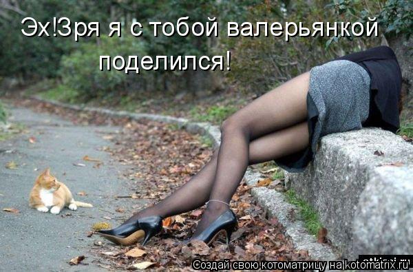Эх!Зря я с тобой валерьянкой поделился!... Котоматрица: Эх!Зря я с тобой валерьянкой поделился!