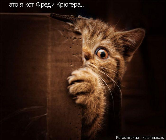 это я кот Фреди Крюгера...... Котоматрица: это я кот Фреди Крюгера...